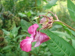 Impatiens glandulifera