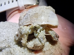 Paguroidea