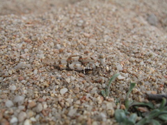 Sphingonotus uvarovi