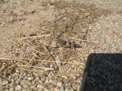 Oedipoda caerulescens sardeti