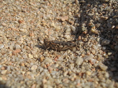 Dociostaurus jagoi occidentalis