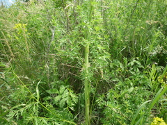 Peucedanum alsaticum