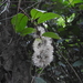 Vernonia cumingiana - Photo (c) Jan Ho, alguns direitos reservados (CC BY-NC), uploaded by Jan Ho