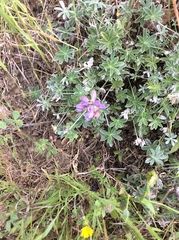 Lupinus albifrons collinus