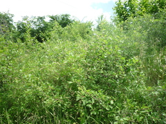 Prunus spinosa dasyphylla