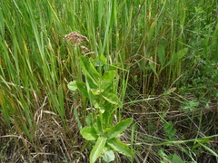 Hylotelephium maximum maximum