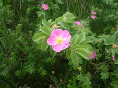 Rosa corymbifera