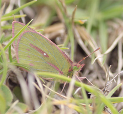 Colias dimera
