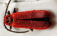 Lopheros rubens
