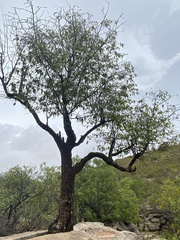 Aspidosperma