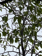 Aspidosperma