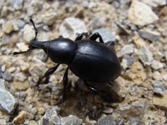 Liparus dirus
