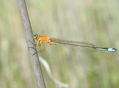 Ischnura aralensis