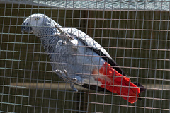 Psittacus erithacus timneh