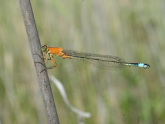 Ischnura aralensis