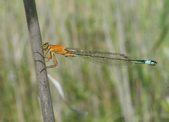 Ischnura aralensis
