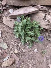 Phacelia lyallii