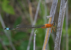 Ischnura aralensis