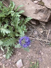 Phacelia lyallii