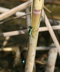 Ischnura aralensis