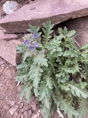 Phacelia lyallii