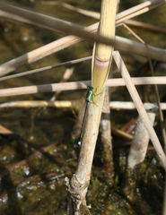 Ischnura aralensis