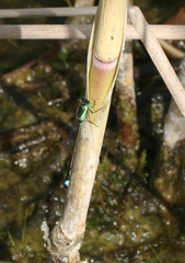 Ischnura aralensis