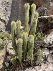 Trichocereus vollianus
