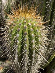 Trichocereus vollianus