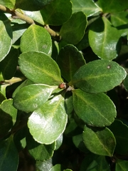 Ilex crenata