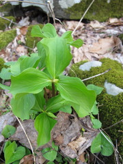 Trillium cernuum
