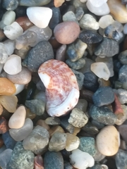 Cerithium vulgatum