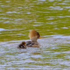 Lophodytes cucullatus