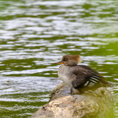 Lophodytes cucullatus