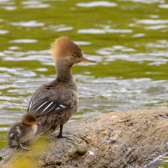 Lophodytes cucullatus