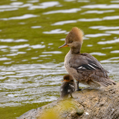 Lophodytes cucullatus