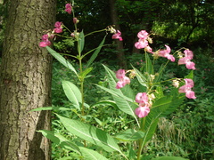 Impatiens glandulifera