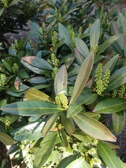 Prunus laurocerasus