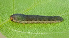 Empria candidata