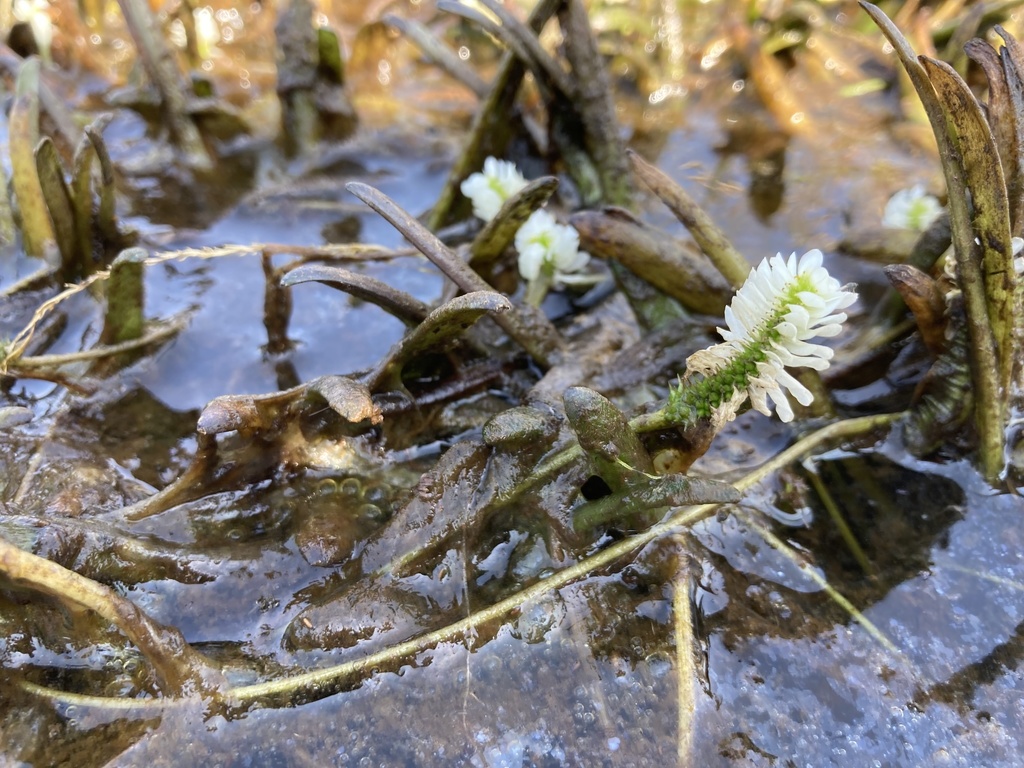 Aponogeton vallisnerioides