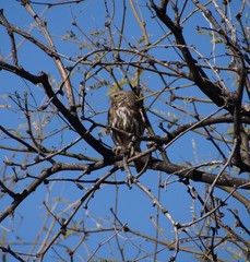 Glaucidium brasilianum cactorum