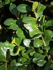 Ilex crenata