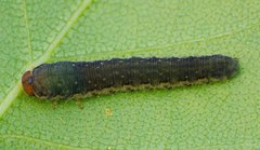 Empria candidata