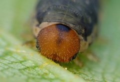 Empria candidata