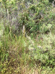Melica californica