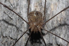 Trachyrhinus rectipalpus