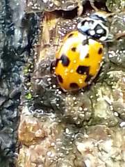 Hippodamia variegata