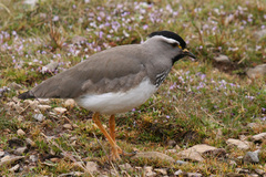 Spot-Breasted Lapwing photo 4