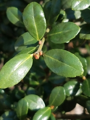 Ilex crenata