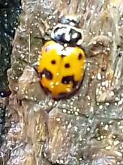 Hippodamia variegata